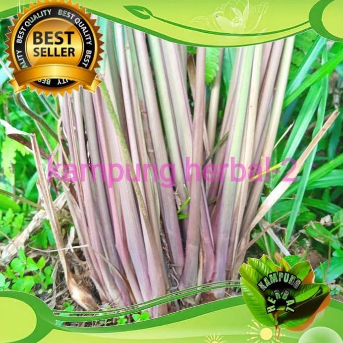 

Terlaris Bibit Sereh Wangi Sereh Merah Isi 10