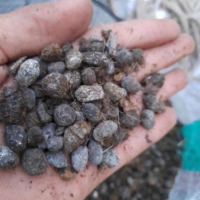 

Terlaris Pupuk Kandang 25Kg