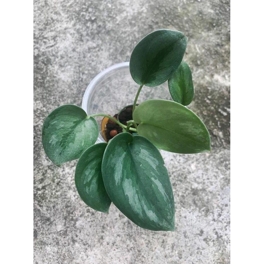 

Terlaris Scindapsus Varietas Sp Kalimantan Sirih Silver Bibit Tanaman