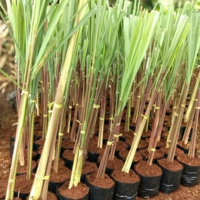 

Terlaris Bibit Tanaman Sereh Herbal Merah Wangi Eeee