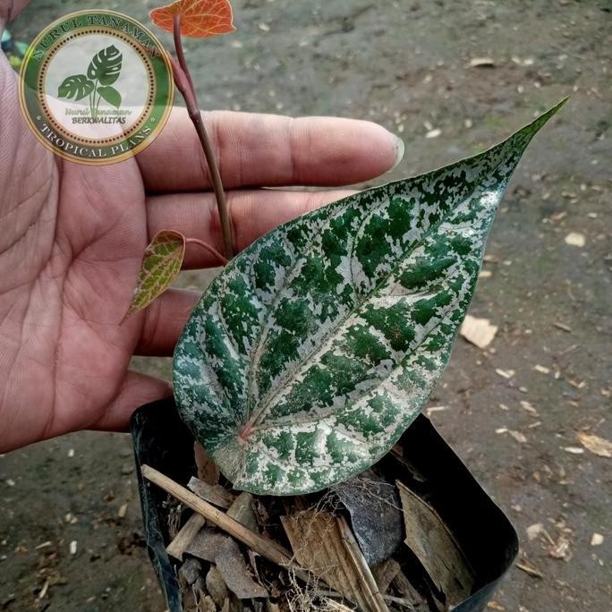 

Terlaris Bibit Pohon Sirih Merah / Tanaman Herbal