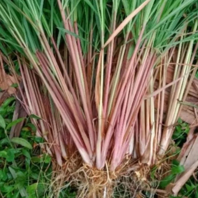 

Terlaris Bibit Tanaman Sereh Wangi/Sereh Merah Asli