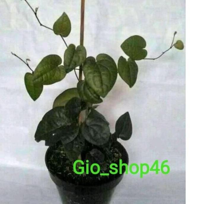 Terlaris #Shg - Restock Bibit Sirih Hitam Asli Hutan 889 Terbaru