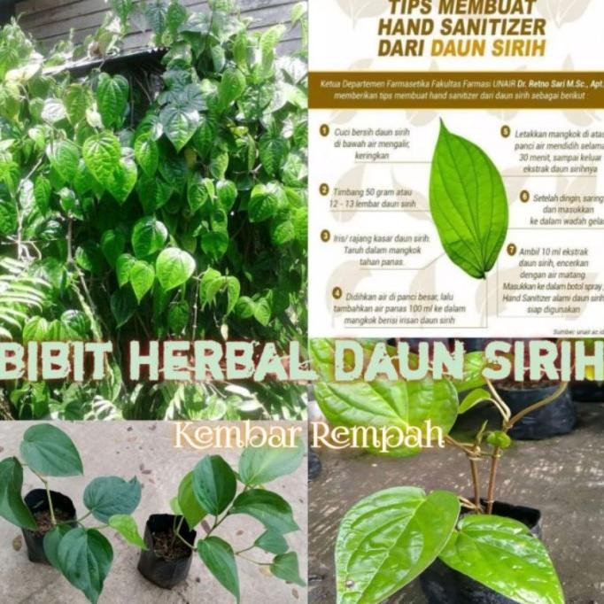 

Terlaris Bibit Herbal Daun Sirih Hijau