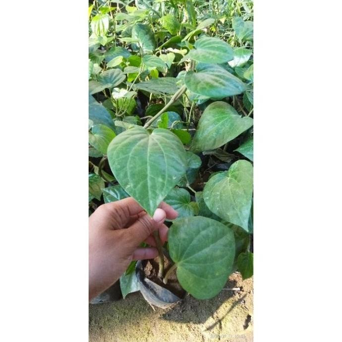 

Terlaris Terlaris Dan Terbaik Bibit Tanaman Daun Sirih Hijau