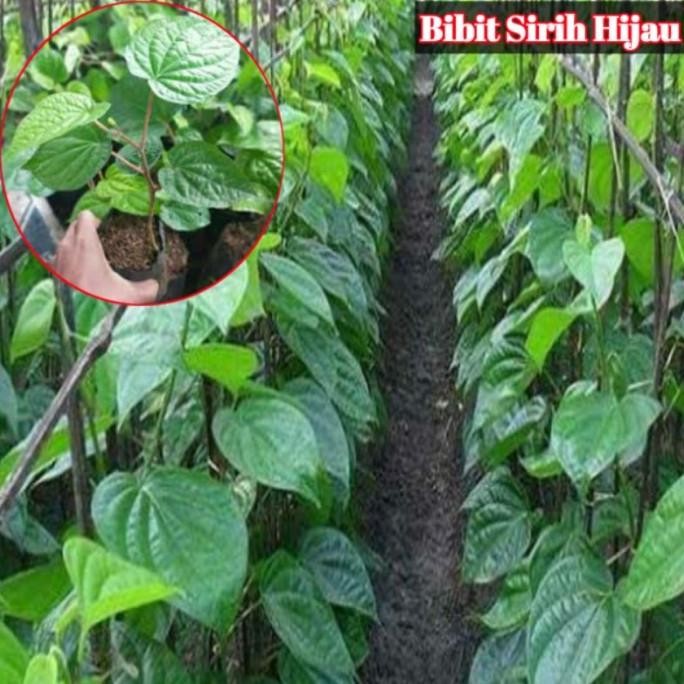 

Terlaris Bibit Sirih Hijau Temu Ros Dalam 1 Polybag Isi 3 Tanaman Kpiuyd 6483Iz