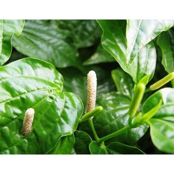 

Terlaris Ready Terlaris Bibit Daun Karuk Sirih Tanah Tanaman Obat Cengkaruk