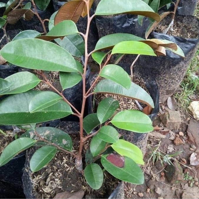 BARANG SUPER Bibit Tanaman Buah Kenitu Ungu-Pohon Kenitu Ungu-tanaman so apel