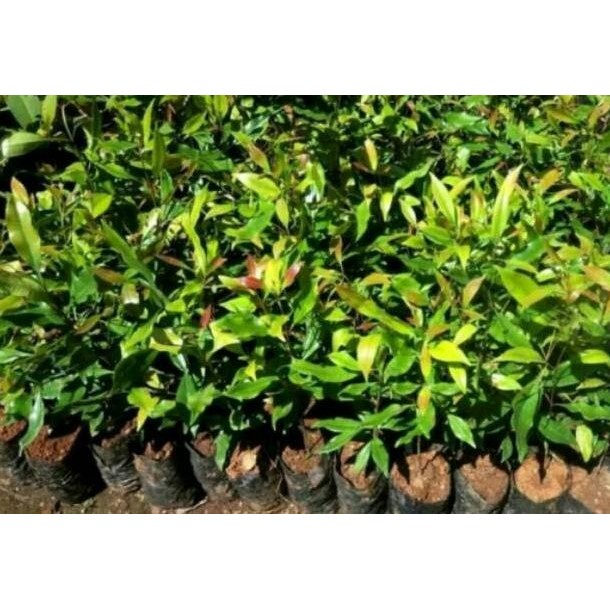 BARANG SUPER Bibit Tanaman Buah Cengkeh Zanzibar/Pohon Cengkeh Zanzibar