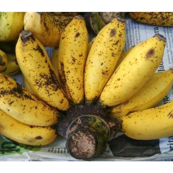 

Terlaris Bibit Pisang Raja Sereh|Susu Super Unggul Lubwte 5551Ex Aaaa