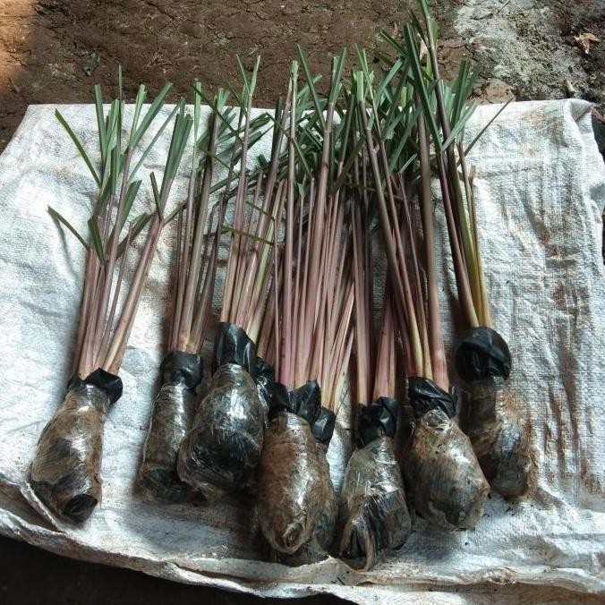 

Terlaris Bibit Pohon Sereh Merah / Sereh Wangi