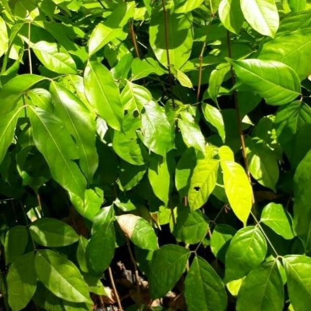 BARANG SUPER POHON Bibit Tanaman Buah Jengkol Okulasi Cepat Berbuah SUPER