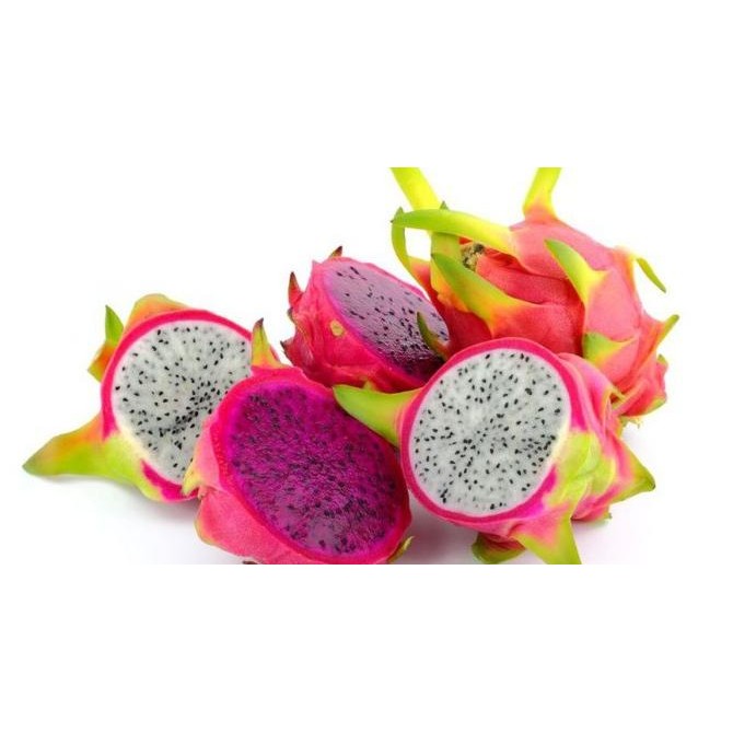 BARANG SUPER Bibit buah naga merah/Pohon buah naga merah - bibit buah naga