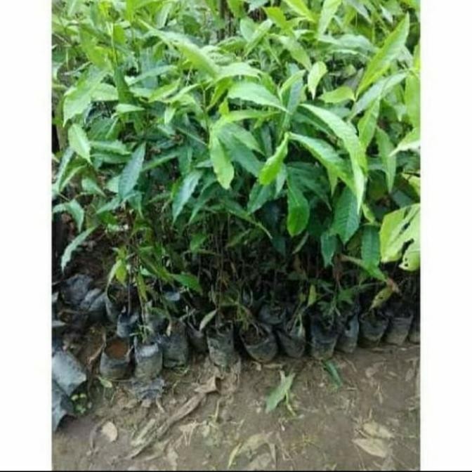 BARANG SUPER BIBIT POHON GENITRI/ BIBIT POHON JENITRI BUAH TITISAN DE SI