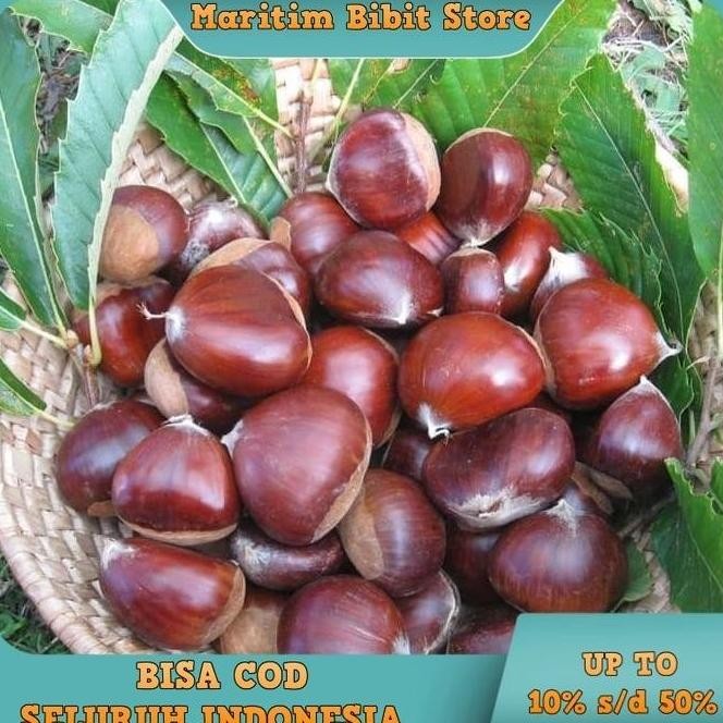 BARANG SUPER POHON Bibit Buah Tanaman Jengkol Okulasi Cepat Berbuah