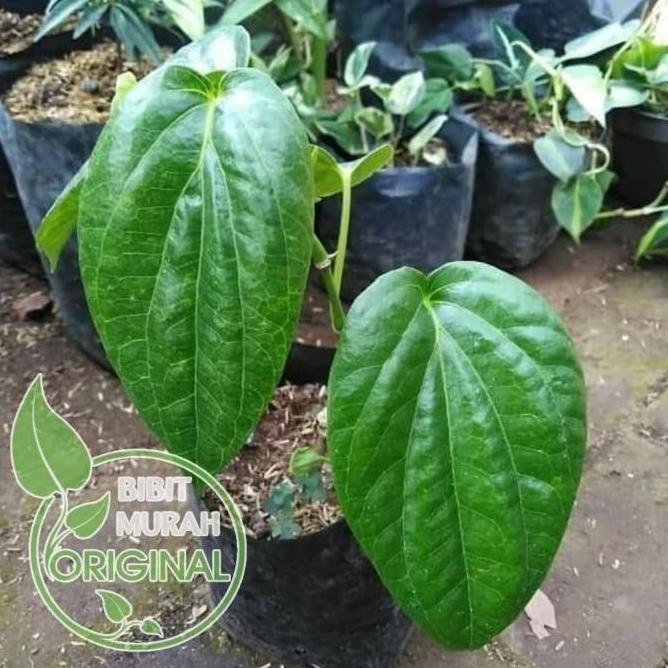 

Terlaris Bibit Sirih Hijau Murah Banyak Manfaat Kualitas Super