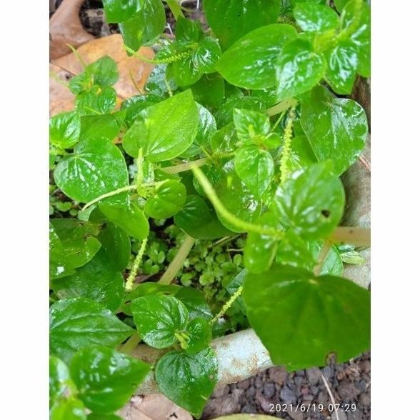 

Terlaris Bibit Tanaman Herbal Sirih China / Ketumpang Air - Beli