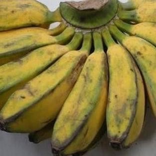 BARANG SUPER Bibit Pohon Pisang Kepok Super / Buah Pisang Kepok BB