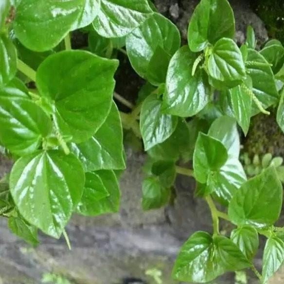 

Terlaris Ready Bibit Tanaman Herbal Suruhan Sirih Cina Tumpangan Air