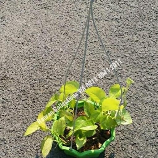 

Terlaris Bibit Tanaman Hias Gantung Sirih Gading Kuning Yellow Variegata
