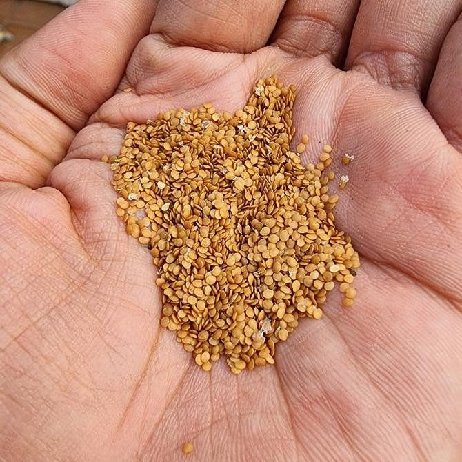 Pohon Bibit Buah Ciplukan Ceplukan Cecenet Cecendet Physalis POLIBAG