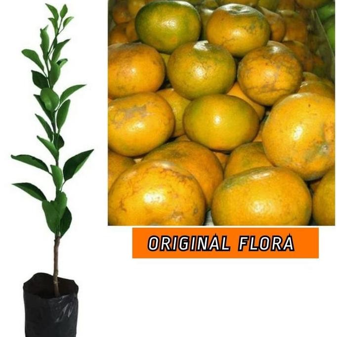 Bibit Jeruk Medan Tanaman Buah Jeruk Okulasi Lebih Cepat Berbuah POLIBAG