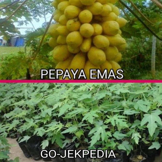 Bibit Tanaman Buah Pepaya Golden Pohon Pepaya Golden Tanaman Hidup POLIBAG