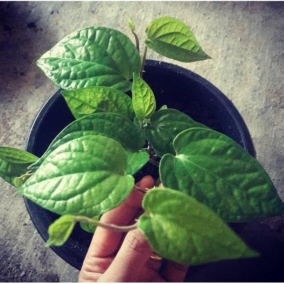 

Terlaris Bibit Daun Sirih Hijau - Tanaman Herbal - Obat Herbal - Daun Sereuh