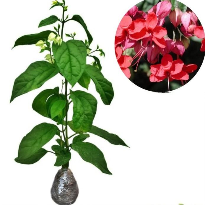 

Terlaris Mm Bibit Tanaman Nona Makan Sirih Ungu Purple Bleeding Heart Vine