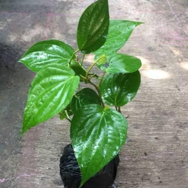 

Terlaris Bibit Tanaman Herbal Sirih Hijau - Tanaman Herbal