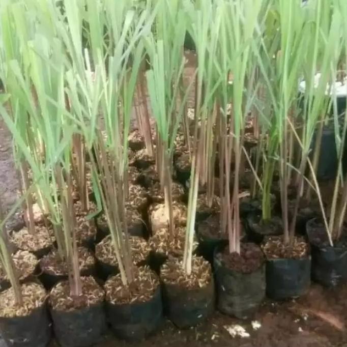 

Terlaris Ekslusif Bibit Tanaman Sereh Bumbu Masak Dan Obat Herbal - Beli 3 Gratis 1