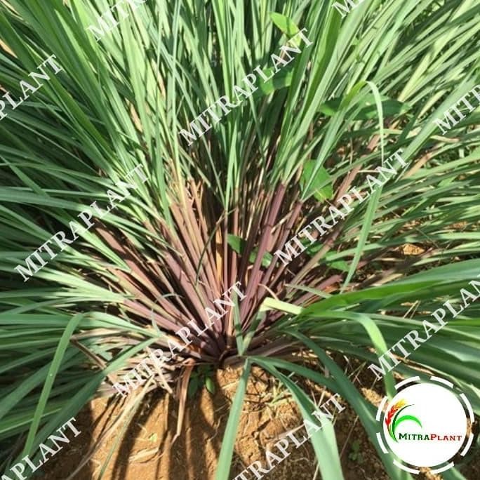 

Terlaris New Bibit Tanaman Sereh Wangi Merah - Pohon Akar Serai Bahan Minyak Herbal