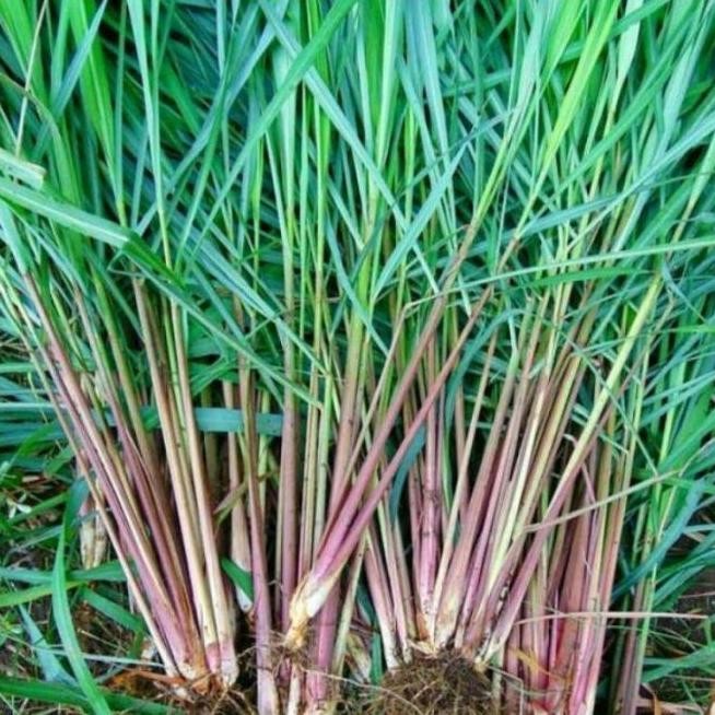 

Terlaris T4A Sereh Merah Sereh Wangi Bibit Tanaman Serey Langka