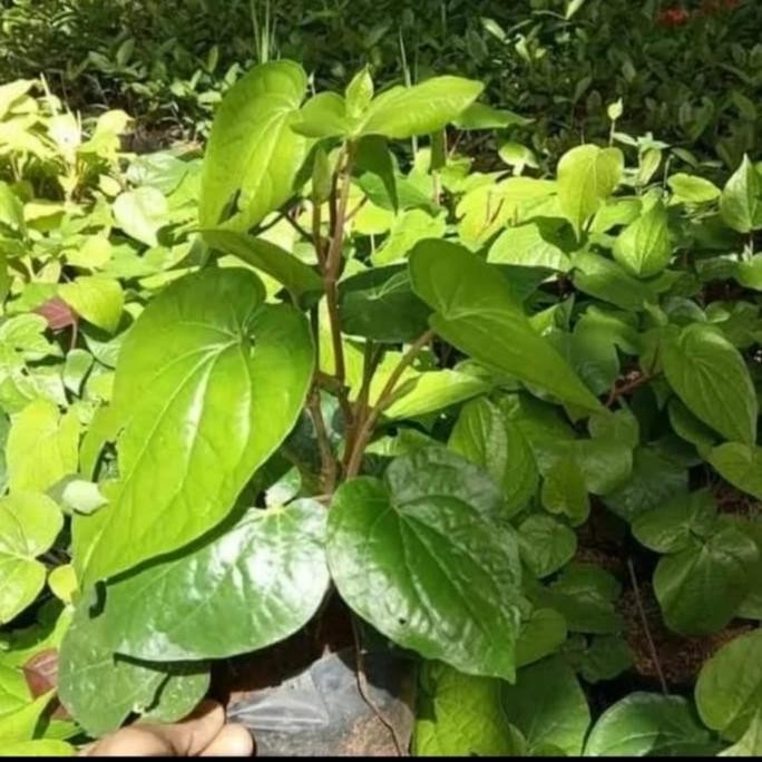 

Terlaris Bibit Tanaman Herbal Sirih Hijau | Tanaman Obat