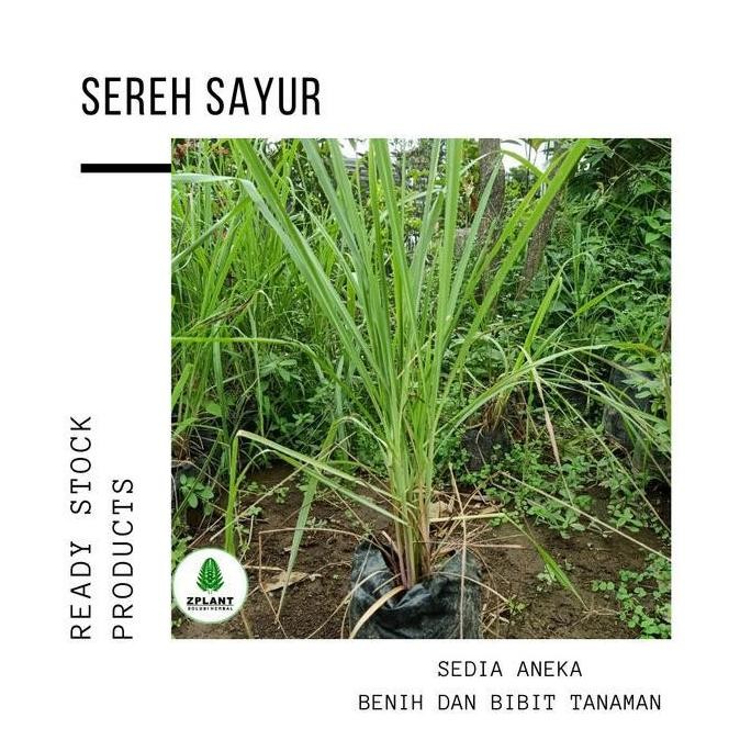 

Terlaris Tanaman Sereh Sayur Bumbu Masak - Bibit Serai Pohon - Sudah Berakar
