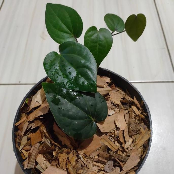 

Terlaris Bibit Tanaman Sirih Hitam Obat Herbal