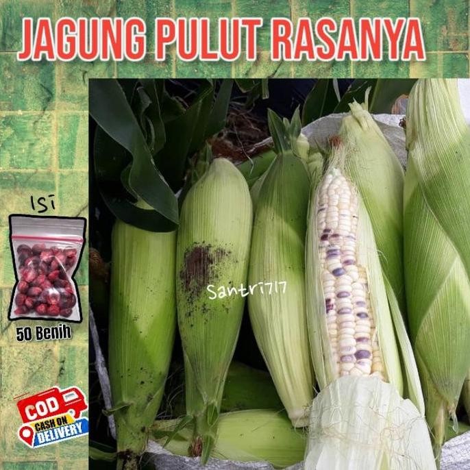 Terlaris 50 Benih Bibit Jagung Pulut Ketan Ungu Putih