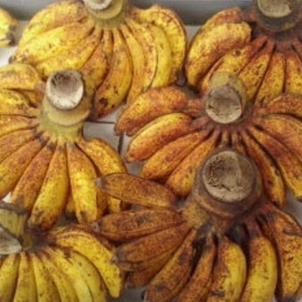 

Terlaris Super Unggul Bibit Tanaman Buah Pisang Raja Sereh Pohon Pisang Raja Atx