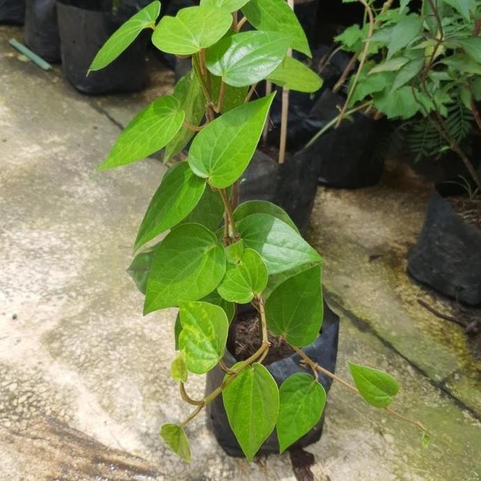 

Terlaris Bibit Daun Sirih Hijau Daun Sirih Merah