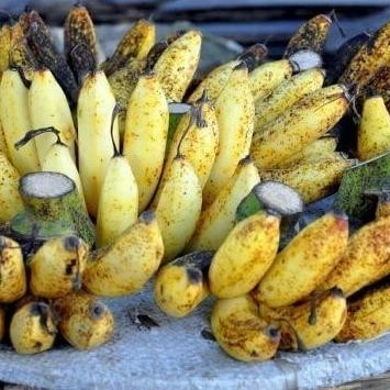 

Terlaris Bibit Tanaman Buah Pisang Raja Sereh / Pisang Susu Segar Azz