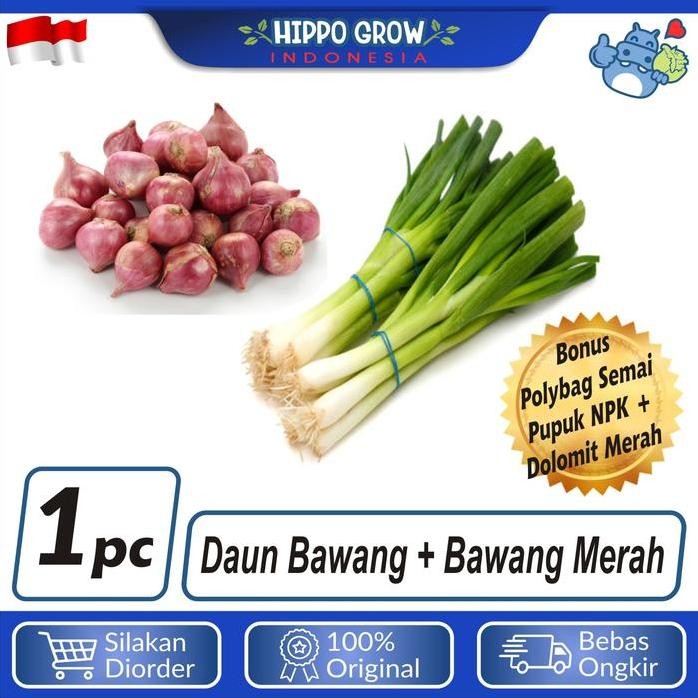 

Terlaris Paket Bawang Merah Daun Bawang Bibit Tanaman Bonus Polybag Dan Npk