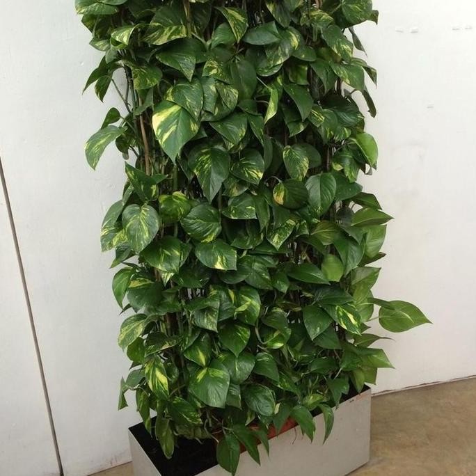 

Terlaris Bibit Tanaman Hias Sirih Gading Varigata Kuning Tanaman Hias Sirih Gading Varigata Kuning 1 Meter