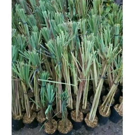 

Terlaris Bibit Tanaman Sereh - Serai Bumbu Dapur - Serai Wangi - Sereh Putih New Stok