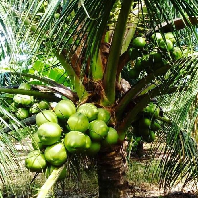BIBIT KELAPA KOPYOR SUPER KULTUR JARINGAN PREMIUM