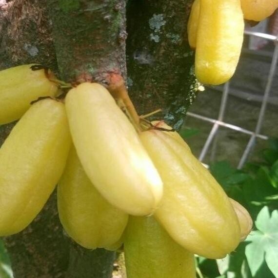 Bibit Tanaman Buah Belimbing Wuluh Kuning Siap Tanam AZO GENJAH