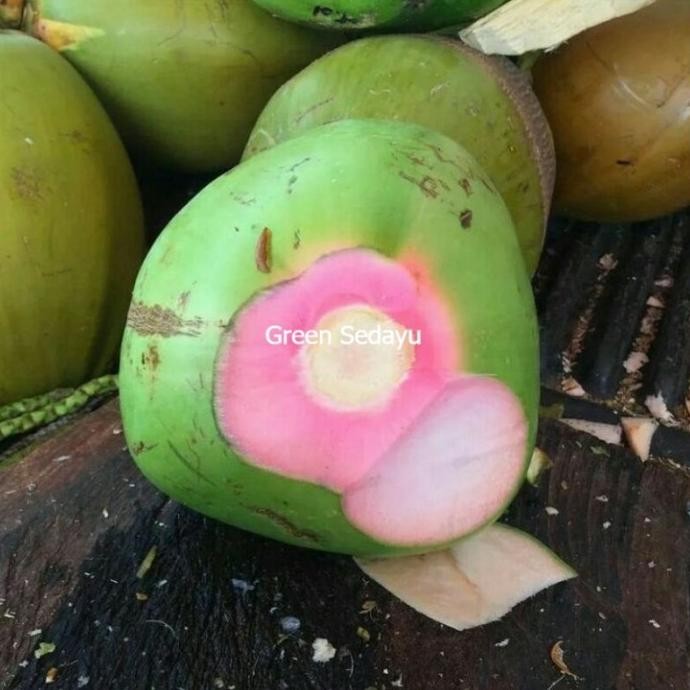 Bibit Pohon Buah Kelapa Ijo Wulung Serat Merah PREMIUM