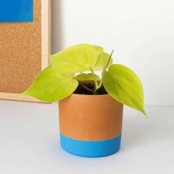 

Terlaris Philodendron Lemon Lime / Sirih Gading (Bibit | Cantik)