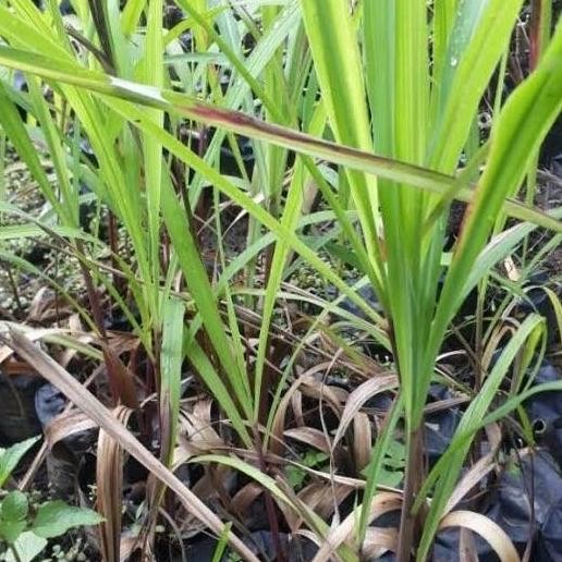 

Terlaris Bibit Tanaman Sereh Merah, Sereh Ngi Az