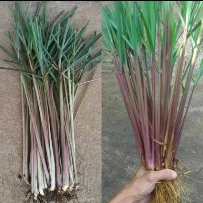 

Terlaris Best Bibit Sereh Wangi,Sereh Lanang,Sereh Merah,Tan Herbal,Harga/Batang Terima Kasih