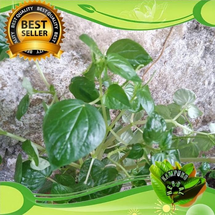 

Terlaris Bibit Sirih Cina Suruhan Tumpangan Obat Herbal Segar 1Kg
